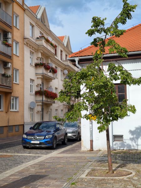 Vodná Street in Košice - Old Town with a tree and cars on the road.