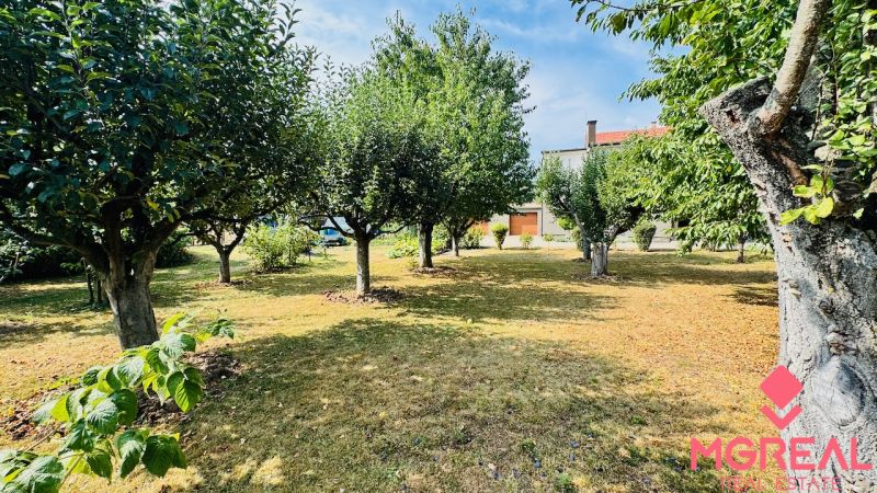 Garden trees by the family house in Radobica, creating a peaceful atmosphere.