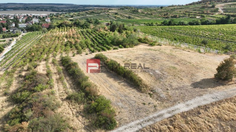 Vineyard plots for sale in Modra, ideal for living with nature.