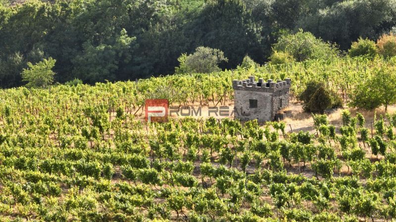 Vineyards among trees with a stone building, Residential land in Modra.