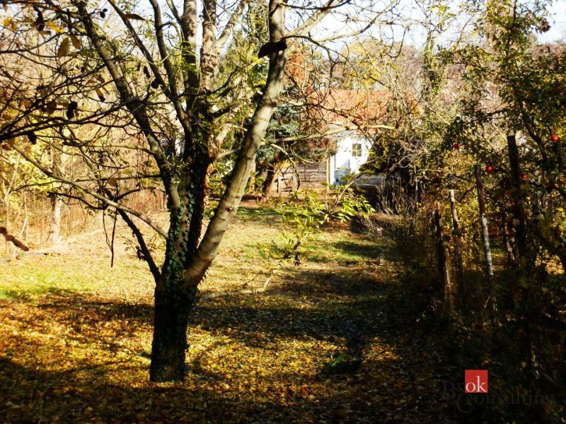 The garden of a family house in Budmerice with fallen leaves and trees in autumn.