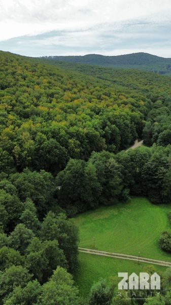 A forest landscape in the Šugov Valley in Medzev with dense trees and a road leading to a cottage.