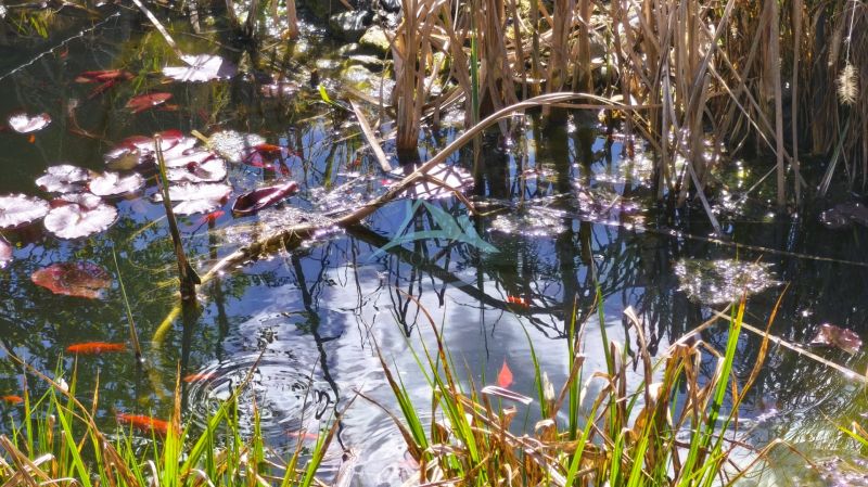 A pond with water lilies and grasses, reflections of trees on the surface, popular in the Family House.