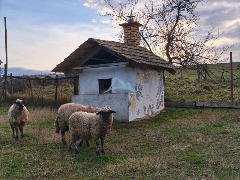 Three sheep near a small building with a decorative wall, Dolná Strehová, Prieloh, family house.