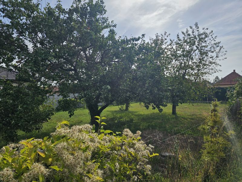 Garden at a family house on Dvorčanská Street in Nitra with fruit trees.