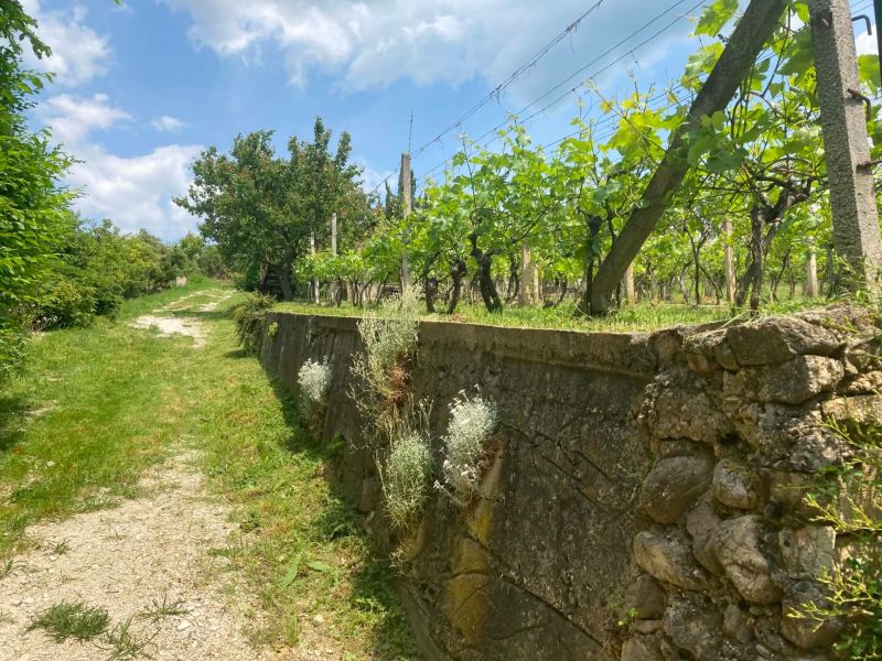 A stone fence and a vineyard in the countryside in Banka on a sunny day.