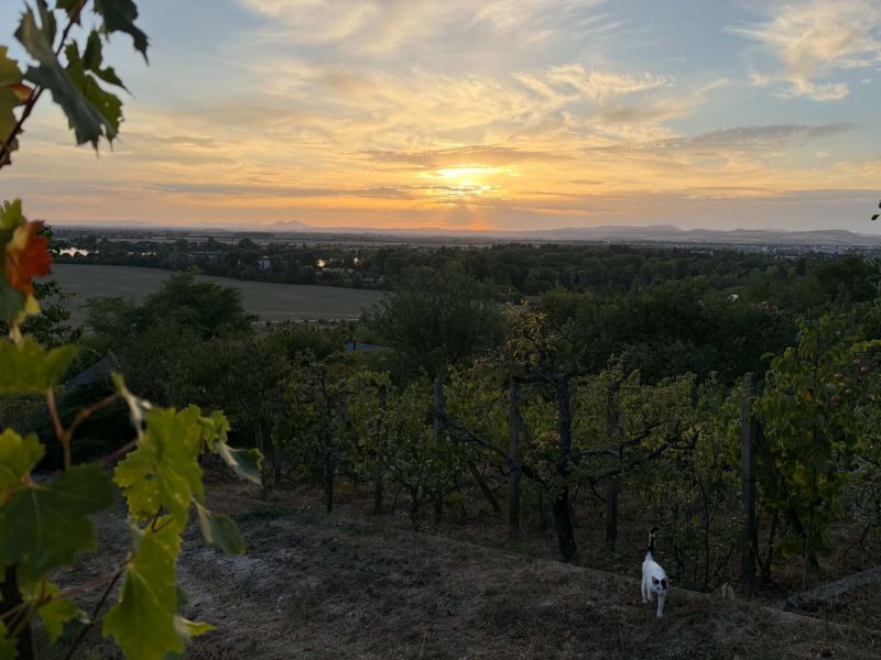 Sunset over the vineyard with a cat in Banka near the cottage.