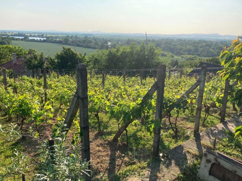 Vineyards near a cottage in the village of Banka with a view of the river and the countryside.
