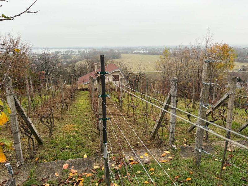 A vineyard on a slope with a view of a country house in Banka.