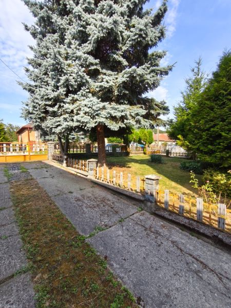 A garden of a family house in Jelenec with a large coniferous tree and fencing.