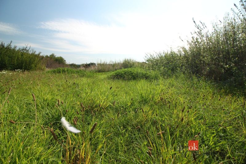 Sunny plots - living in Nitra with lush vegetation and blue skies.