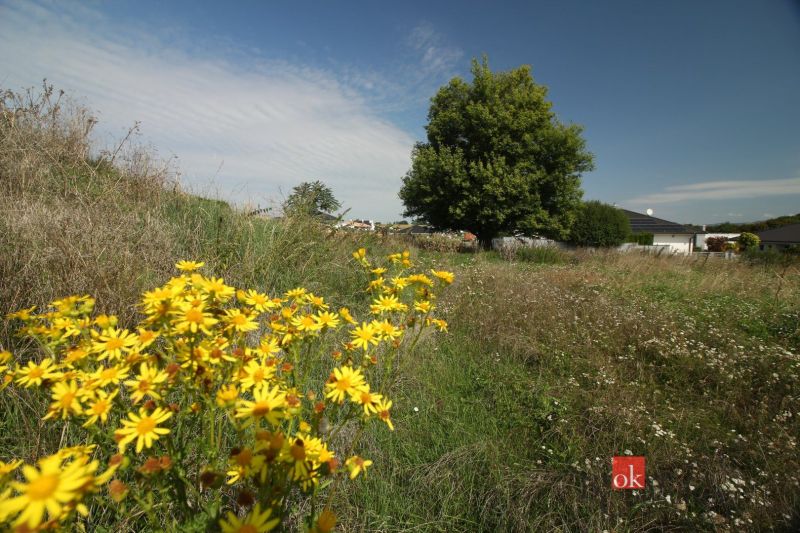 Beautiful yellow flowers and a tree adorn the plots - housing in Nitra under the blue sky.