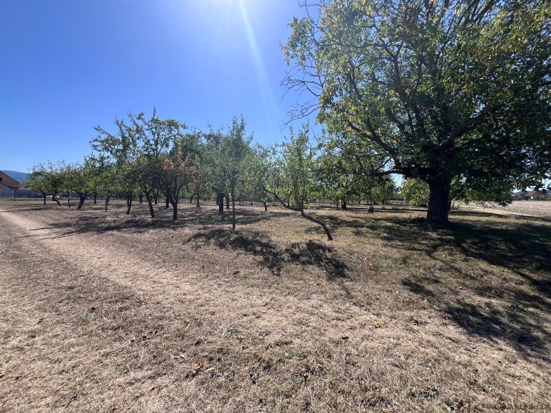 Land - housing in Dulov, Dulov. Fruit trees on a sunny meadow.