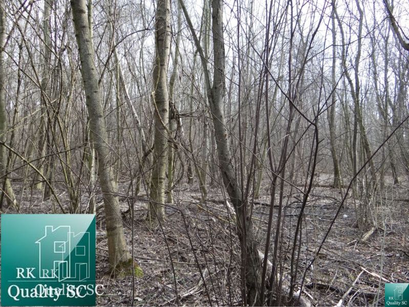Residential forest plots near Starý prístav Street in Gabčíkovo with dense tree growth.