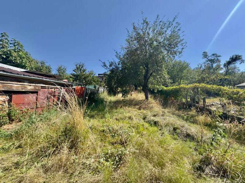 A garden at a family house in Lipany with a fruit tree and dense vegetation.