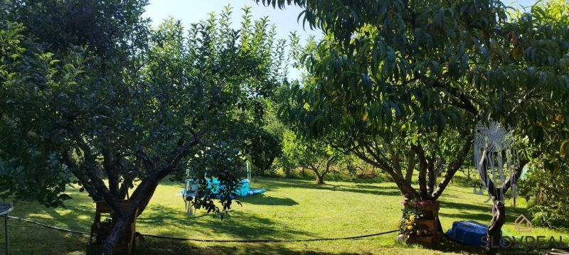 Fruit trees in the garden near the cottage in Lutila, with a lawn in the background.