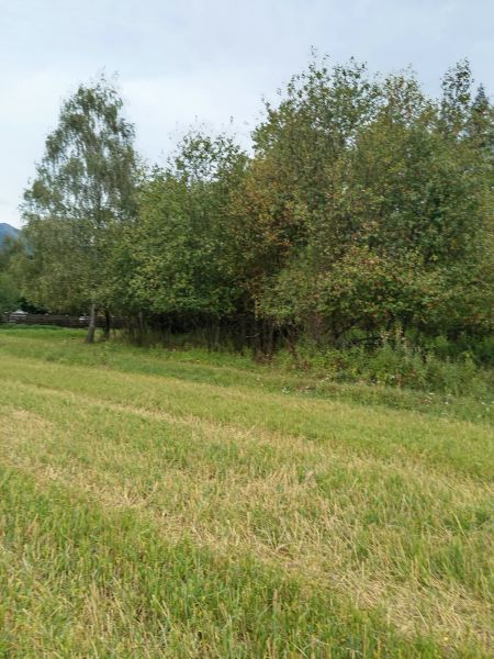 A green field surrounded by trees in recreational plots in Turany.