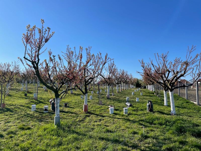 An orchard in Branovo, ideal for residential plots, with blooming trees.
