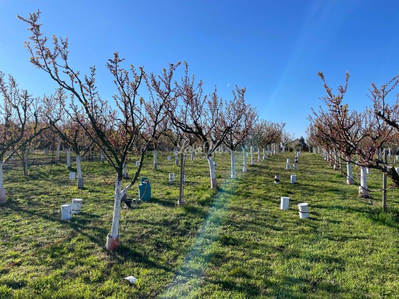 Fruit trees on plots in Branovo, ideal for living or recreation.
