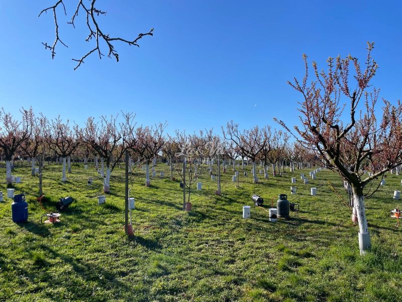 Orchards in Branov, land - housing. Trees with white trunks and grassy surface.