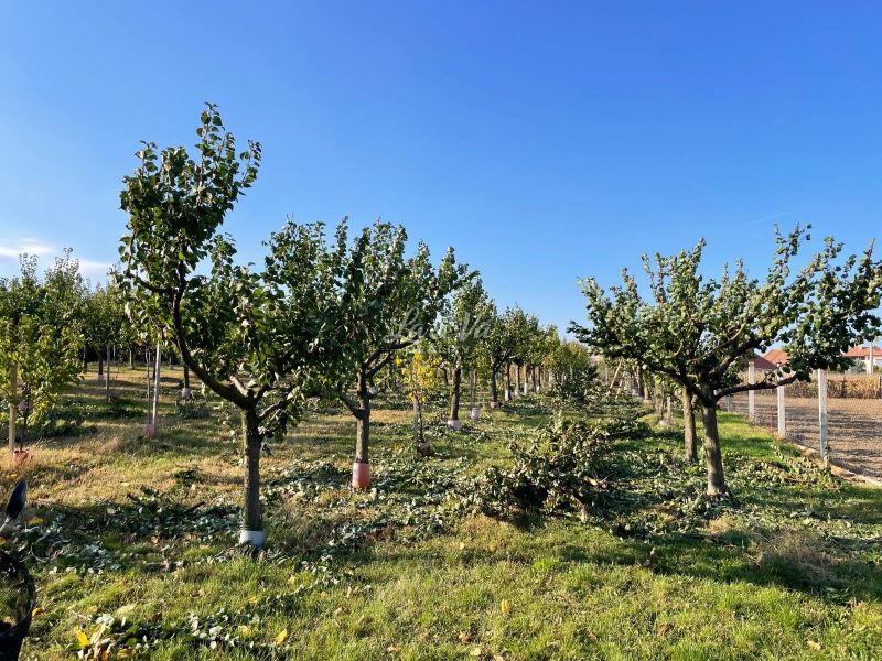 Fruit trees on a plot in Branov, ideal for living.