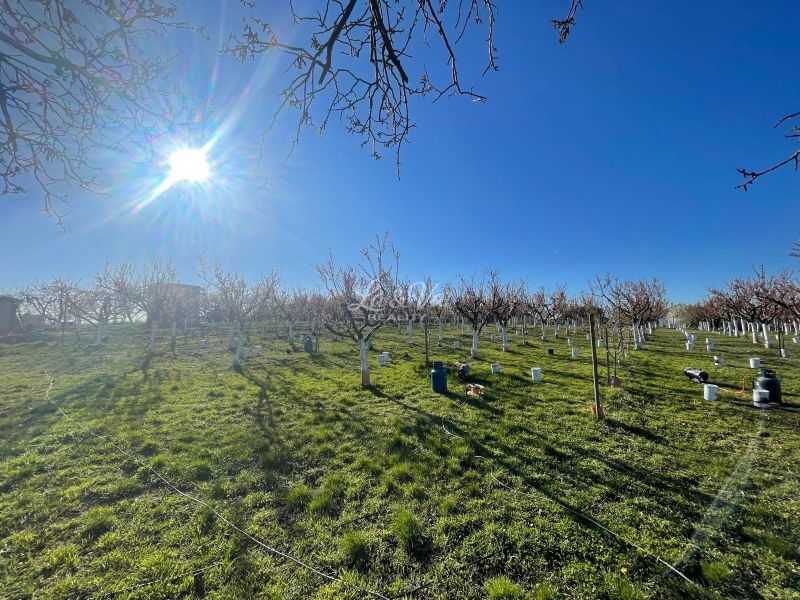 A sunlit garden in Branovo on Pozemky - housing, green grassy vegetation.