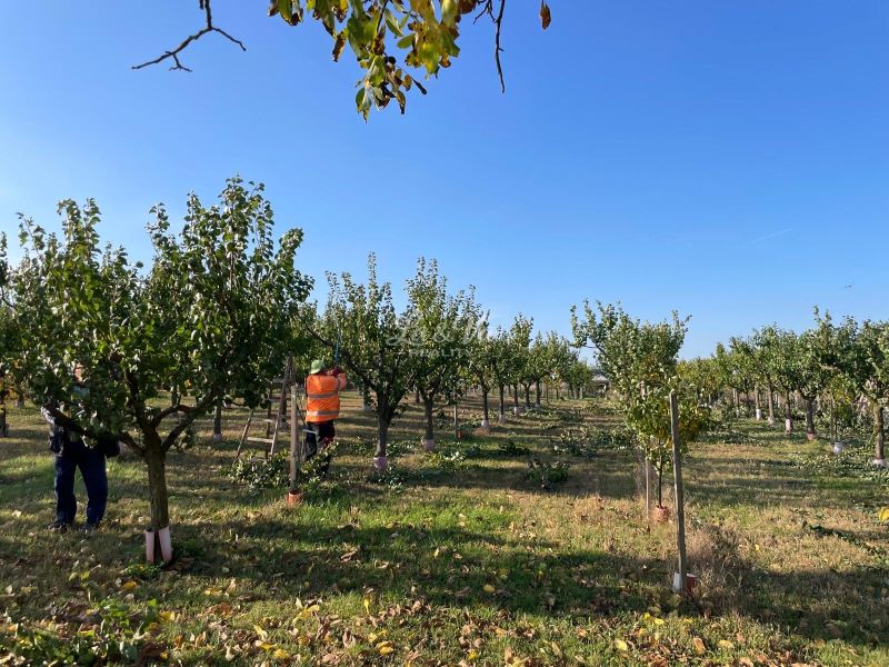 Orchard in Bran suitable for residential plots with trees and working people.