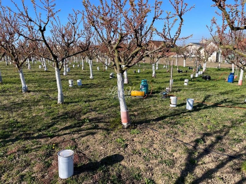 Orchards ready for living in Branovo. The plots offer trees in rows.