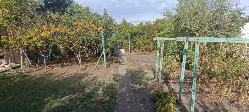 A garden in Nesvady with fruit trees and tomatoes in the foreground.