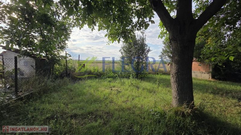 A garden at a family house in Taktaszade, with a lawn and trees.