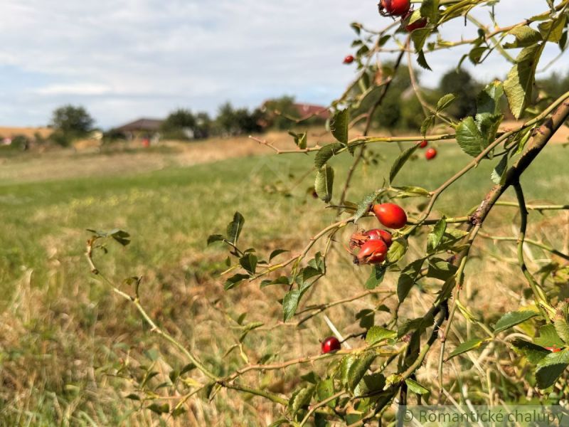 In the village on the plots - housing finds arrows on a bush in nature.