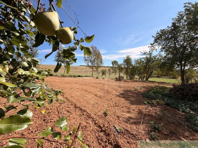 Pears on trees, arable land, and a view of fields in Dedinka, Residential plots.