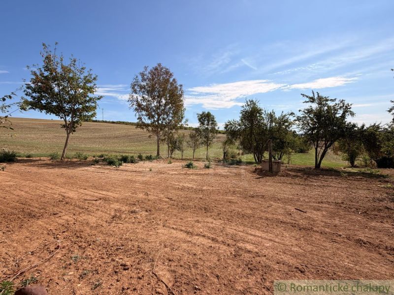 Trees and fields on a property in the village, ideal for living and relaxation.