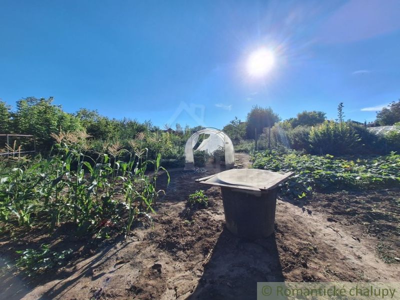 A sunny day in the gardens in Bruty, with tall corn and greenhouses.