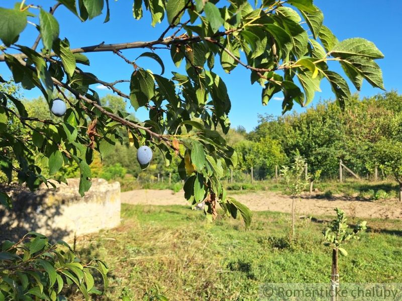 A plum hanging on a branch in the Brutov gardens on a sunny day.