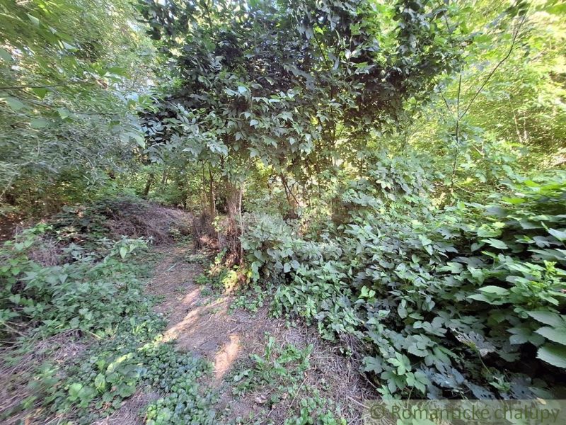 A forest path surrounded by dense greenery in the gardens near Bruty.