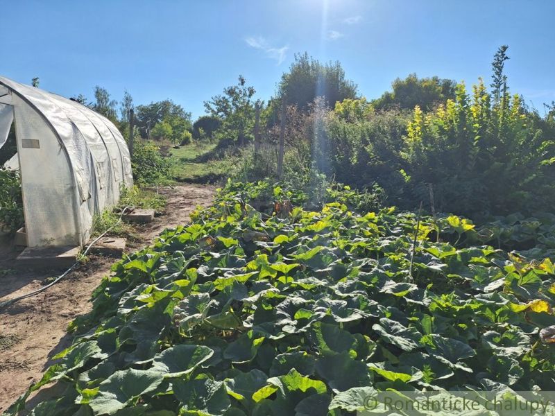 A greenhouse and lush vegetation in the garden in Bruty under a clear sky.