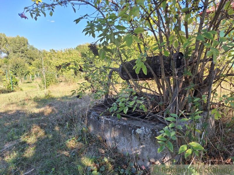 Weeds growing by the old concrete foundation in the garden in Brutý.