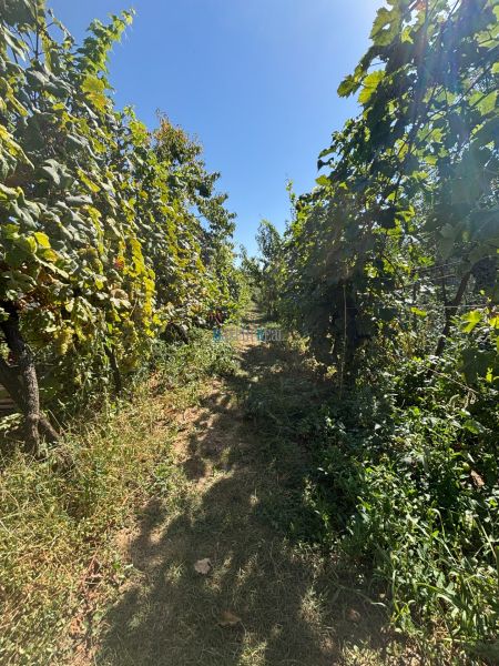 A vineyard with grapes and green vegetation in a family house, Nitra, Gorazdova Street.