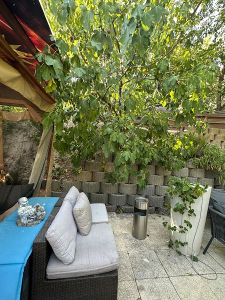 Outdoor seating with rattan furniture next to a fig tree on Cesta na Kamzík in Bratislava.