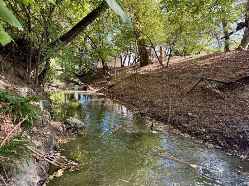 A forest stream surrounded by trees and greenery in the shade.