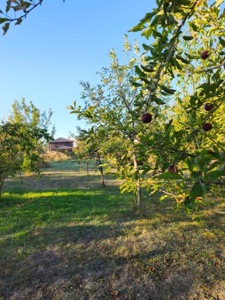 An orchard by a family house in Zlaté Moravce on a sunny day.