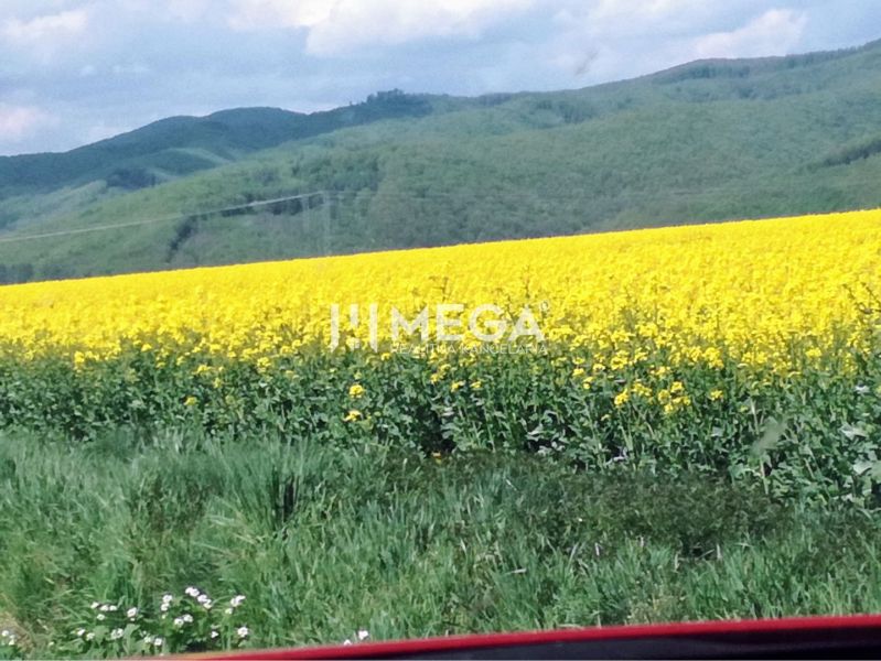 A blooming field on agricultural and forest land in Kamenica nad Cirochou with a hilly horizon.