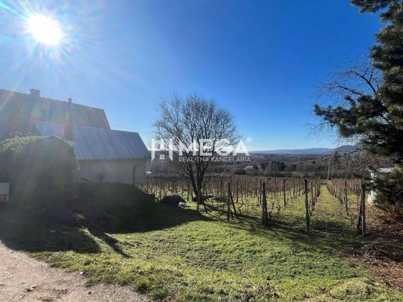 Sunny day in the village of Viničky with a family house and a vineyard on Viničky Street.