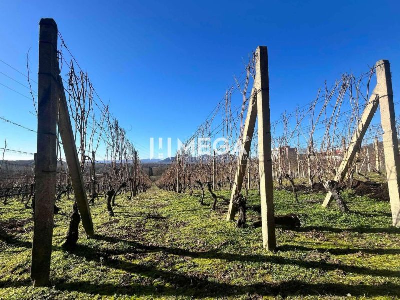 A vineyard in the village of Viničky with wooden supports and a clear blue sky.