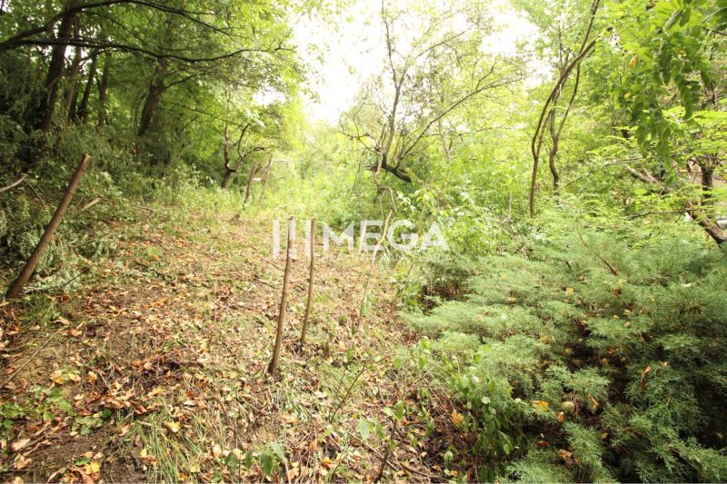 Forest road on a residential plot on Šípková Street, Košice IV, surrounded by greenery.