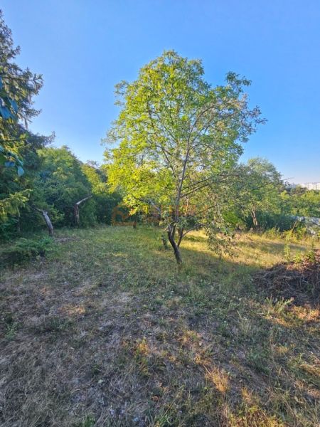 Garden in Košice - Krásna district on Šípková Street with fruit trees.