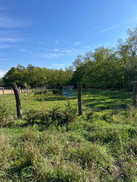 The greenery of the gardens in Kopčany under the blue sky, surrounded by a wooden fence.