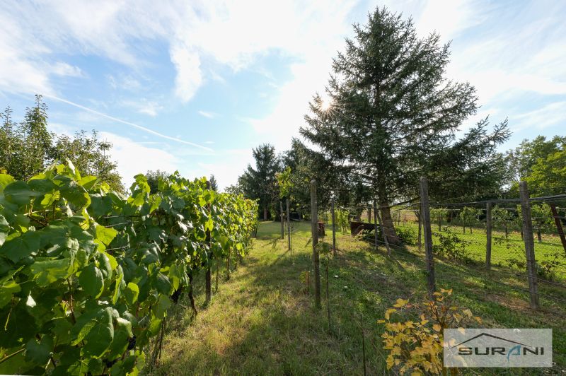 Garden at a family house in Štefanová on Hlavná Street with vines and trees.