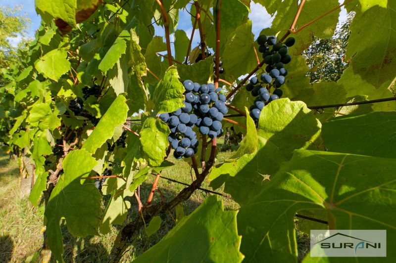 Grape clusters hanging from the vine surrounded by green leaves on a sunny day.